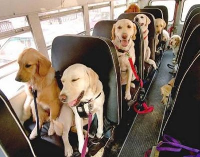 dog_bus