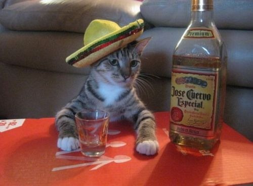 cat-and-tequila.jpg